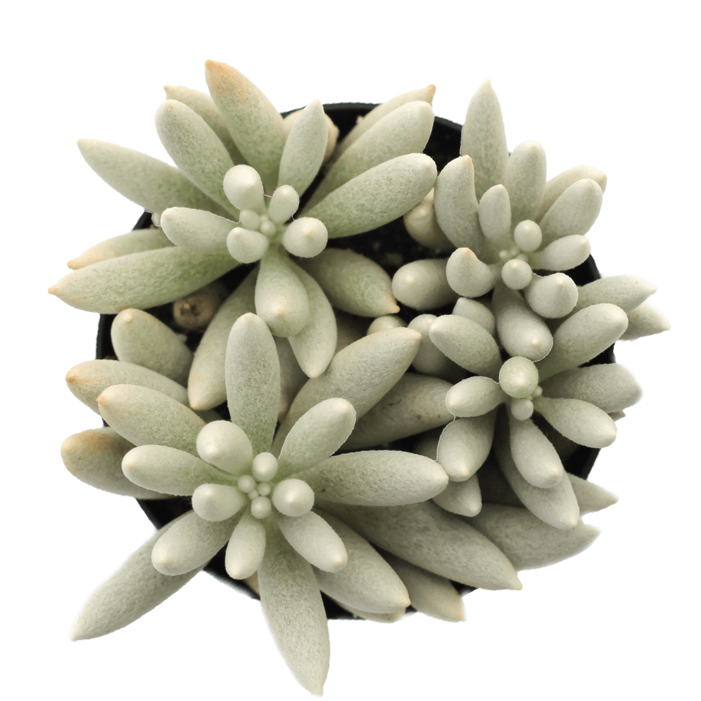 woolly senecio succulent Senecio haworthii 'Cocoon Plant'