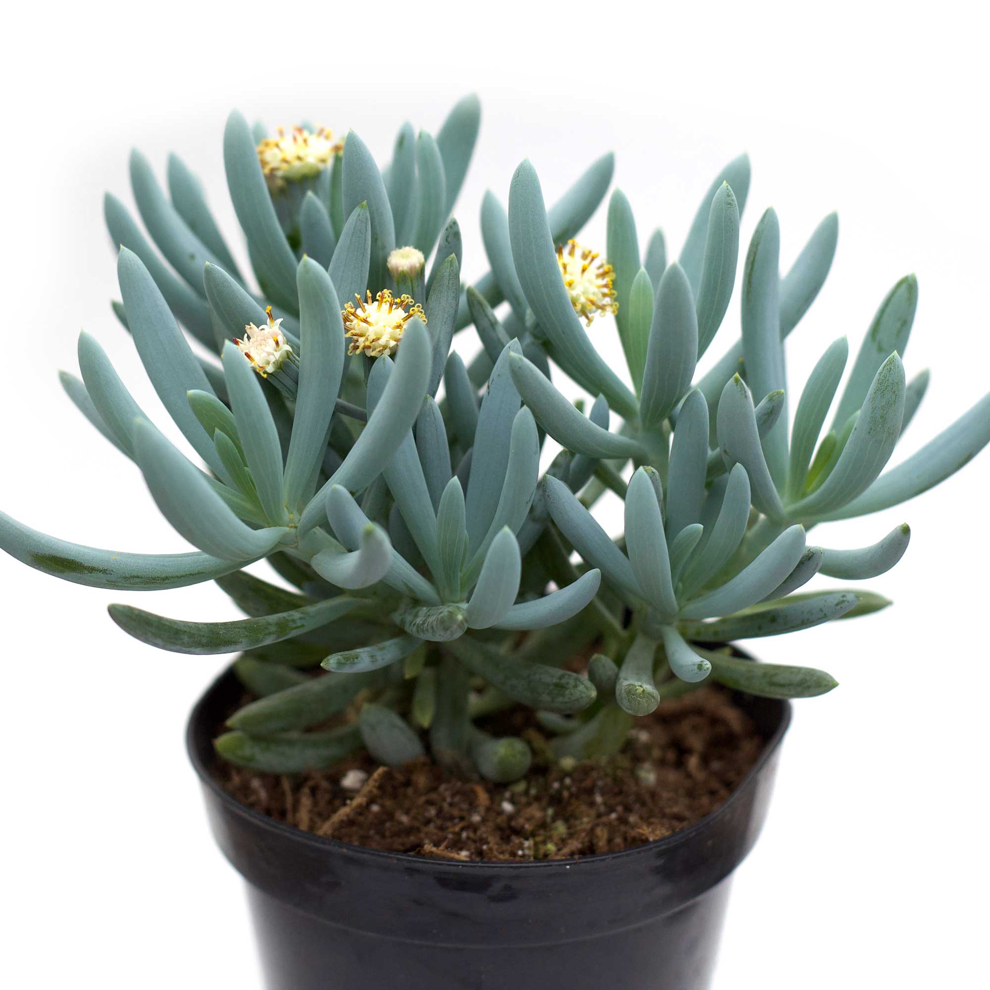 blue chalk succulent flower Senecio mandraliscae 'Blue Chalksticks'