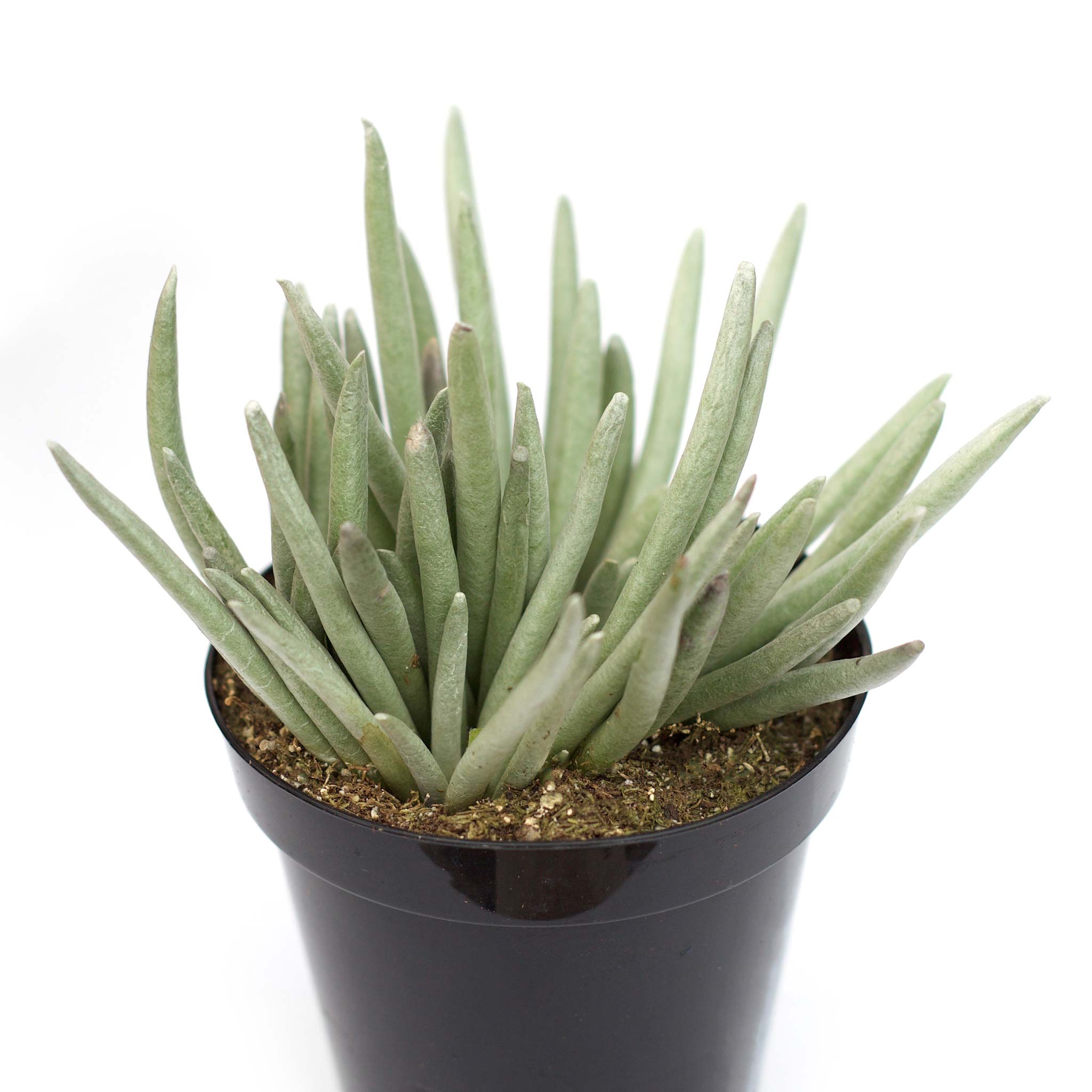 silver leaf succulent Senecio scaposus 'Silver Coral'