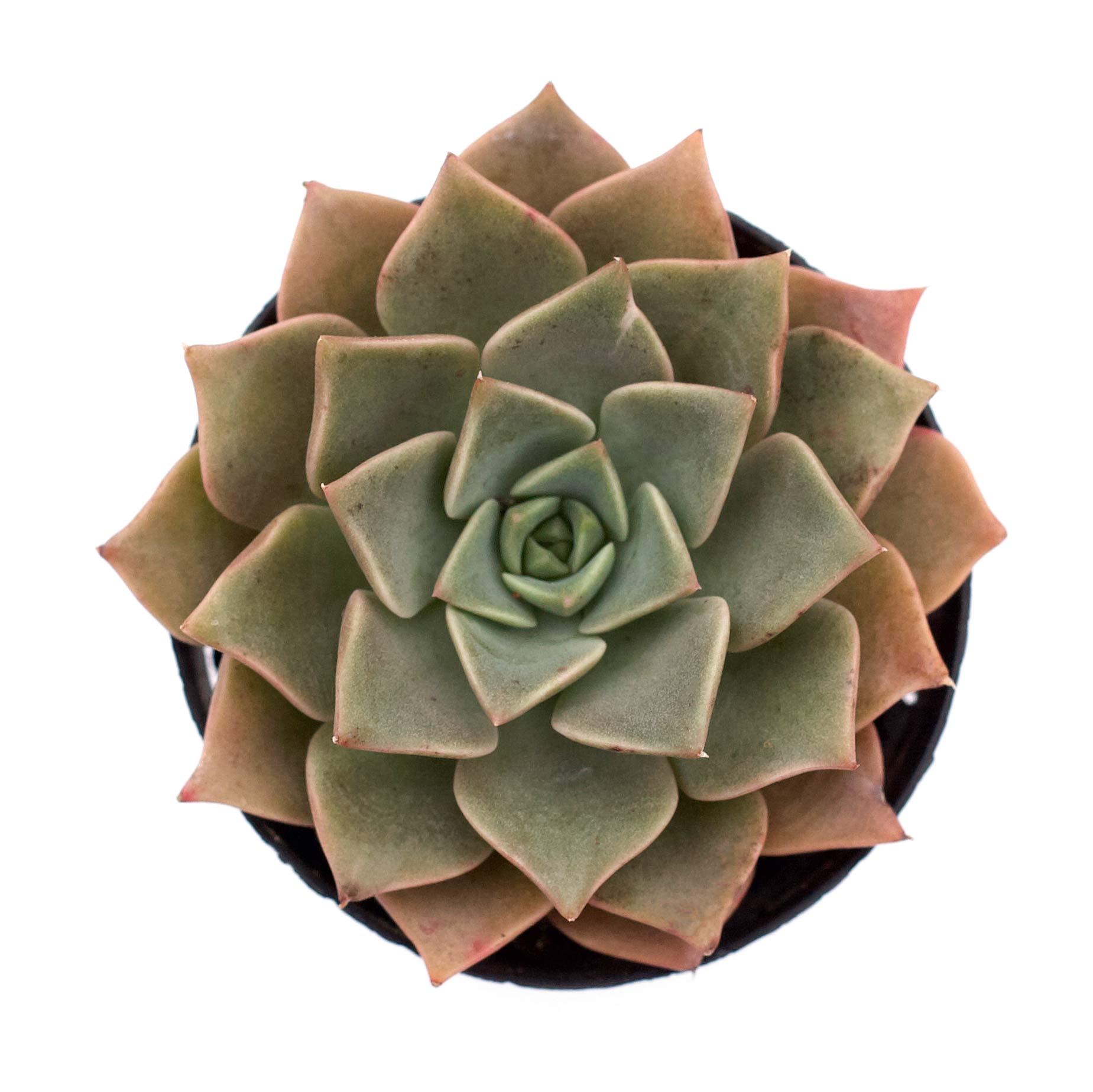 tasha succulent Taciveria 'Tasha'