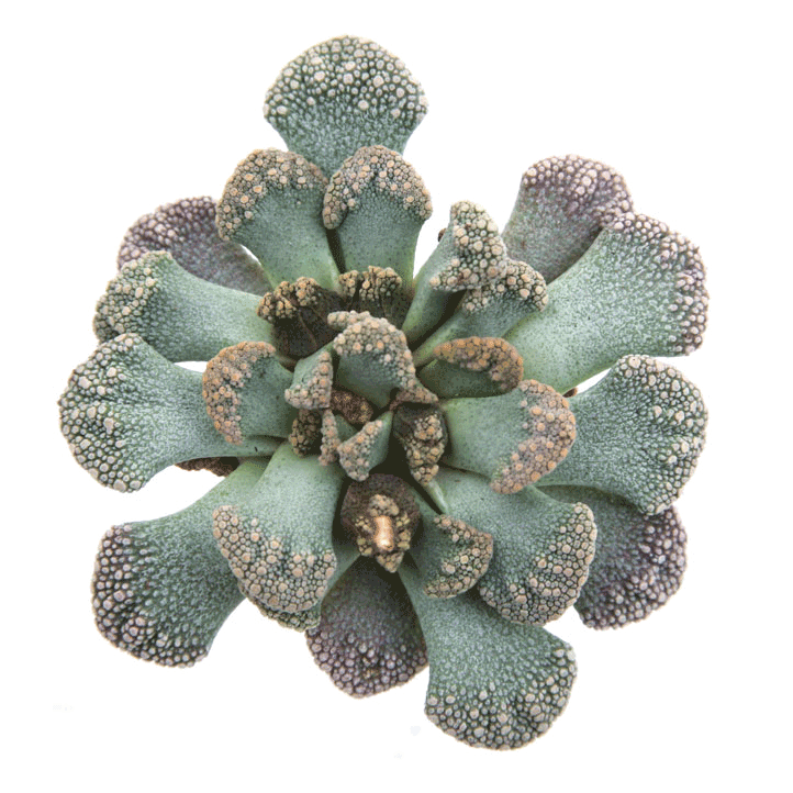 titanopsis succulent Concrete Leaf