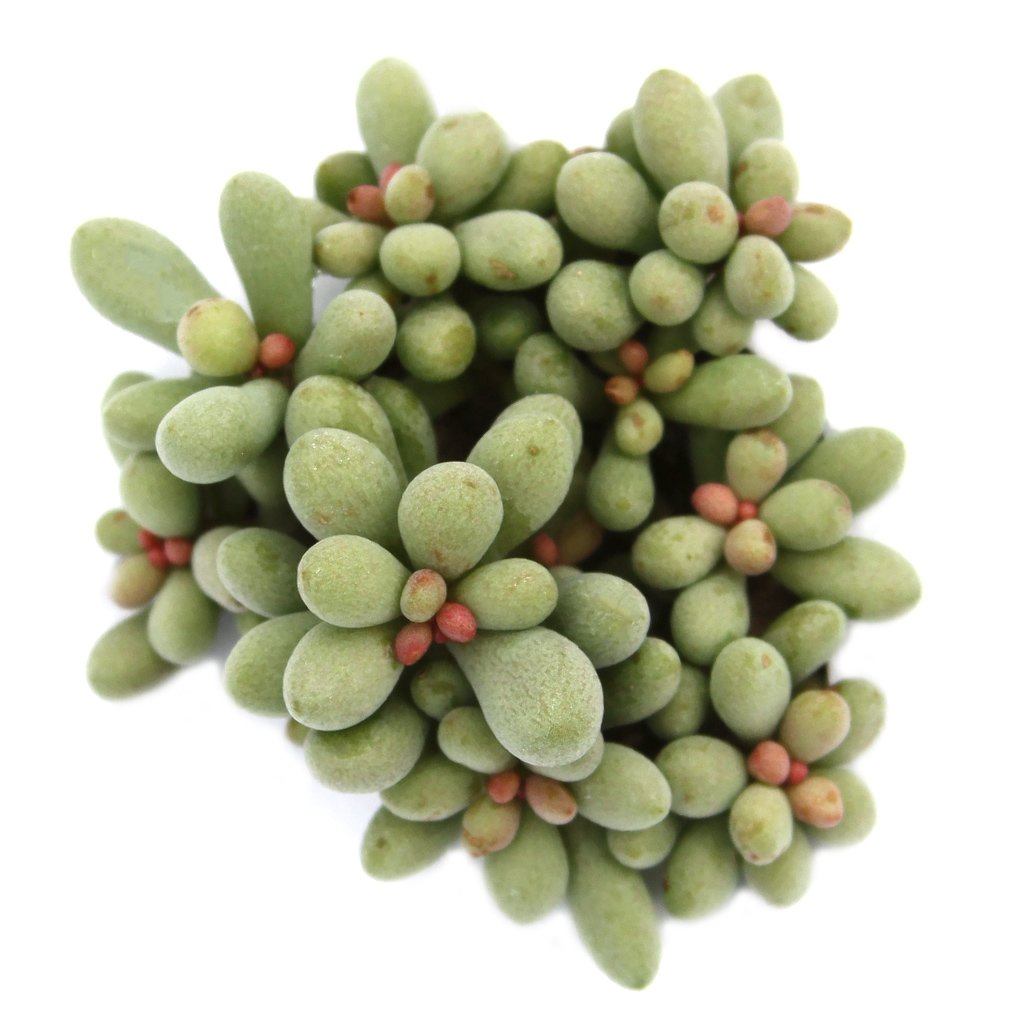 fairy tale plant succulent Tylecodon schaeferianus 'Fairy Tale Plant'