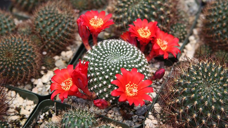 10 Reasons Why You Need More Cacti in Your Life