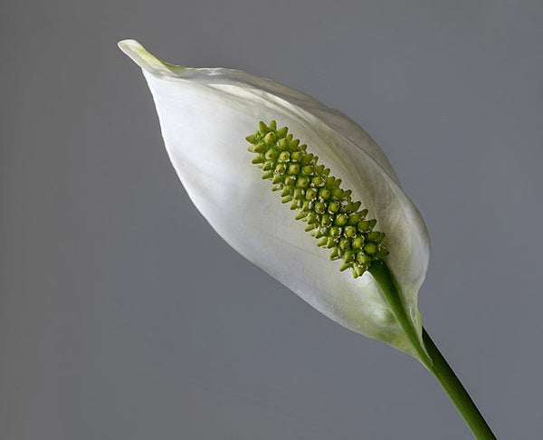 How to Care for Spathiphyllum 'Peace Lily'
