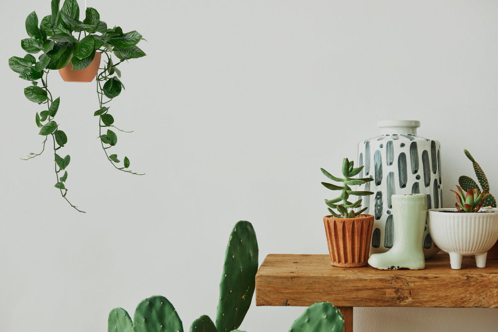5 Different Ways to Decorate with House Plants