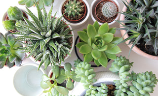 5 Tips for Building the Perfect Succulent Garden
