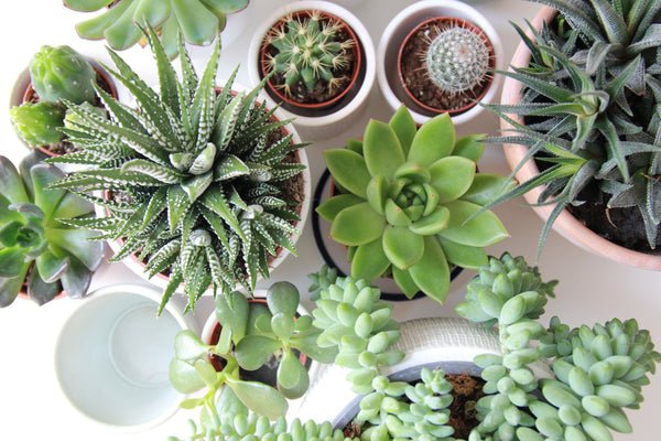 5 Tips for Building the Perfect Succulent Garden