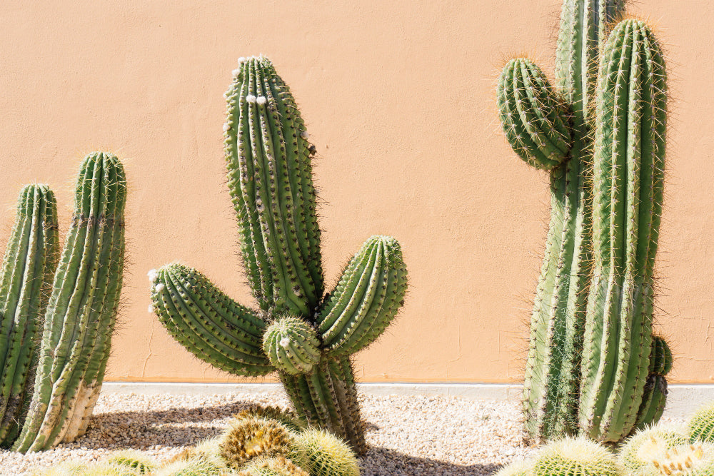 Tips for Xeriscaping in Your Garden with Succulents