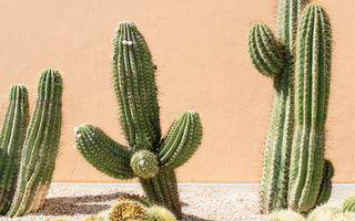 Tips for Xeriscaping in Your Garden with Succulents