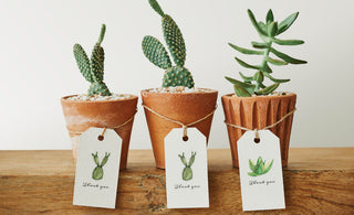 Succulent Gifts for Plant Lovers