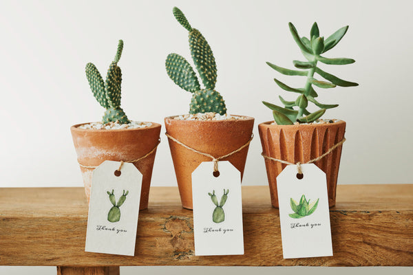 Succulent Gifts for Plant Lovers