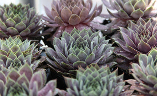How to Care for Sempervivum