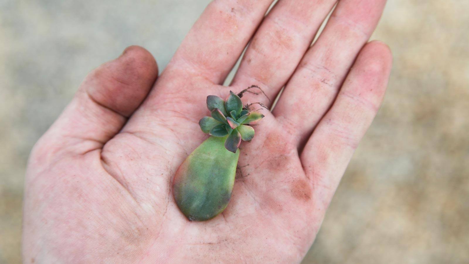 How to Propagate Succulents from Leaves and Cuttings