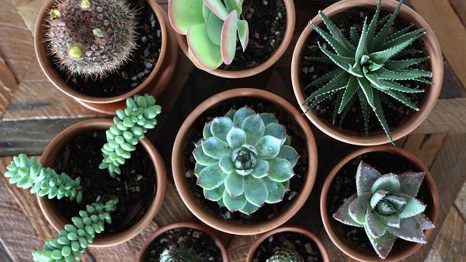 How To Repot Succulents