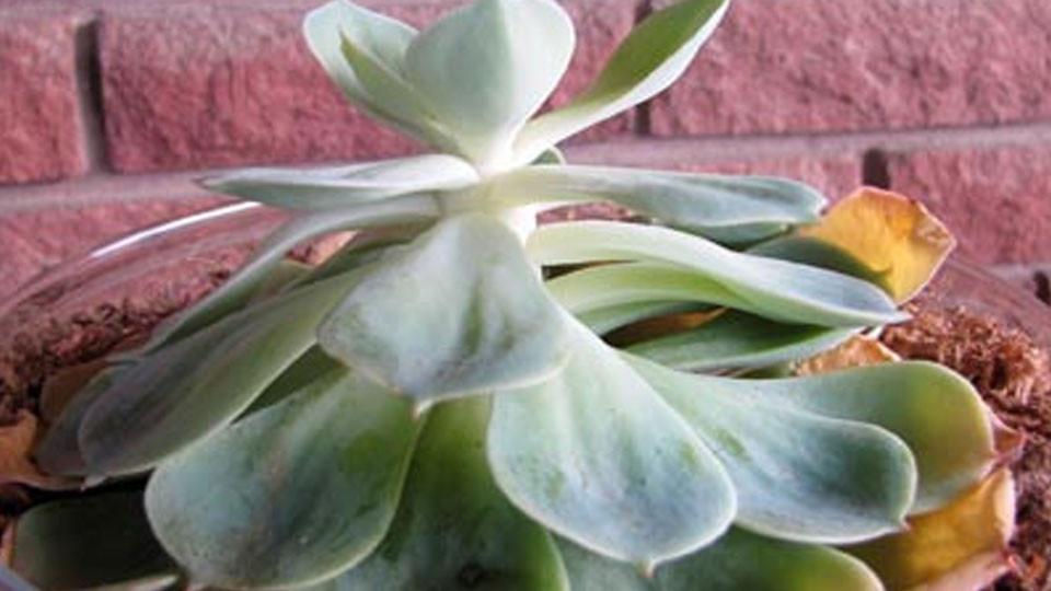 How To Keep Succulents Alive