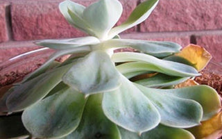 How To Keep Succulents Alive