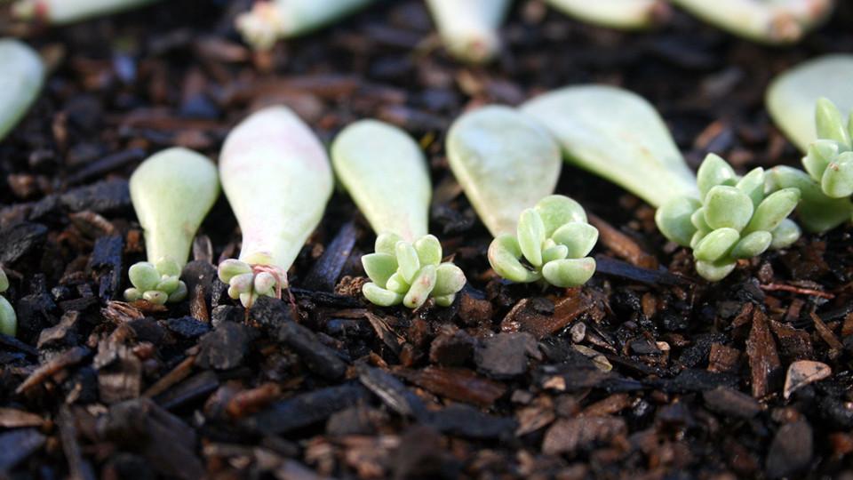 4 Basic Ways of Propagating Succulents