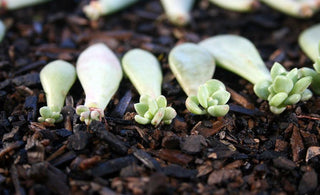 4 Basic Ways of Propagating Succulents