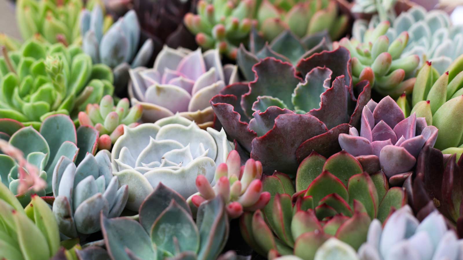 Social Succulenting: How Plants Help Us Calm the Chaos of Quarantine ...