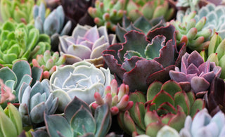 Social Succulenting: How Plants Help Us Calm the Chaos of Quarantine