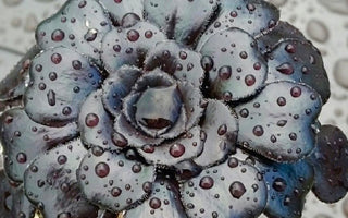 All About Watering Succulents