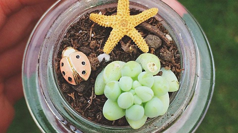 Mini Succulent Arrangements in Unconventional Pots