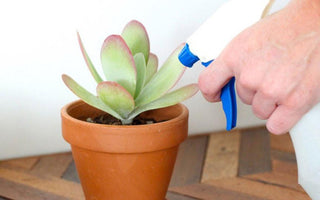 How To Water Succulents