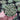 All About Mimicry Succulents
