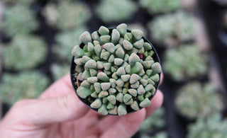 All About Mimicry Succulents