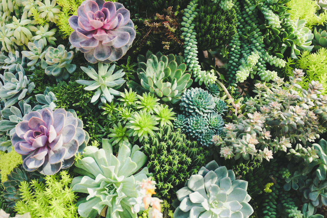 Quick Guide to the Most Colorful Succulents