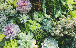 Quick Guide to the Most Colorful Succulents
