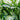 Dieffenbachia