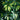 Schefflera