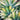Agave