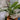 Aglaonema