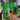 Alocasia