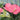 Anthurium