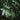 Aralia