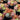 Succulents