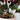 Calathea