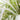 Chlorophytum