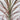 Dracaena