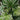 Fatsia