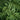 Asplenium