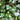 Hedera