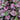 Hemigraphis