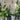 The Houseplant Club