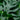 House Plants