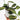 Maranta