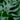Monstera